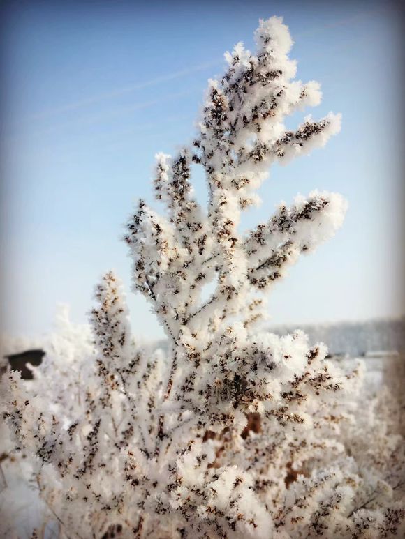 昨天2018第一场雪发点雪景，顺便打听一下哈尔滨周边哪有农村